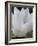 Lotus-Jim Christensen-Framed Photographic Print