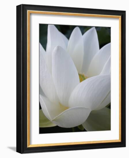 Lotus-Jim Christensen-Framed Photographic Print