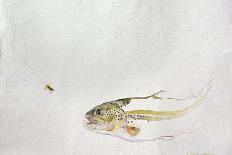 Trout Chasing a Fisherman's Fly (1991)-Lou Gibbs-Giclee Print