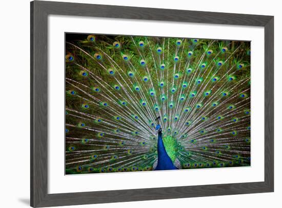 Loud and Proud II-Doug Nelson-Framed Premium Giclee Print