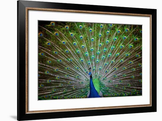 Loud and Proud II-Doug Nelson-Framed Premium Giclee Print