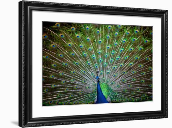 Loud and Proud II-Doug Nelson-Framed Premium Giclee Print