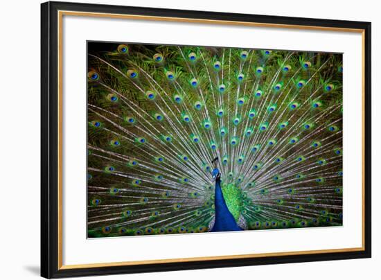 Loud and Proud II-Doug Nelson-Framed Premium Giclee Print