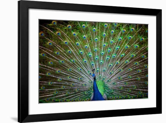 Loud and Proud II-Doug Nelson-Framed Premium Giclee Print