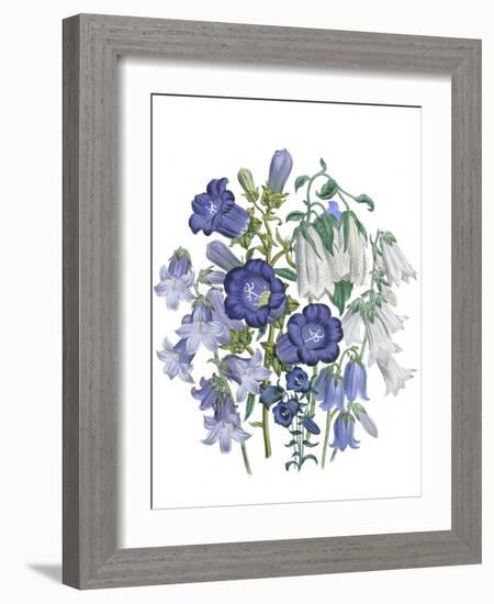 Loudon Florals I-Jane W. Loudon-Framed Art Print