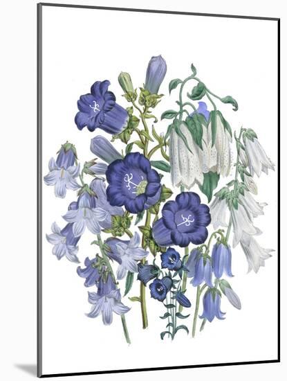 Loudon Florals I-Jane W. Loudon-Mounted Art Print