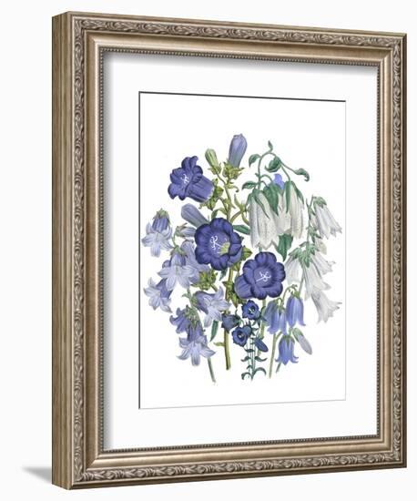 Loudon Florals I-Jane W. Loudon-Framed Art Print