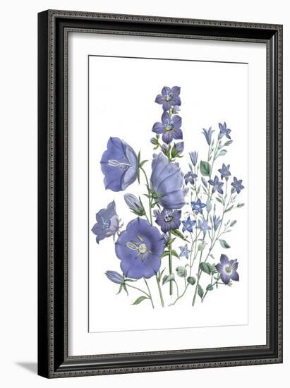 Loudon Florals II-Jane W. Loudon-Framed Art Print