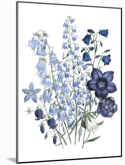 Loudon Florals IV-Jane W. Loudon-Mounted Art Print