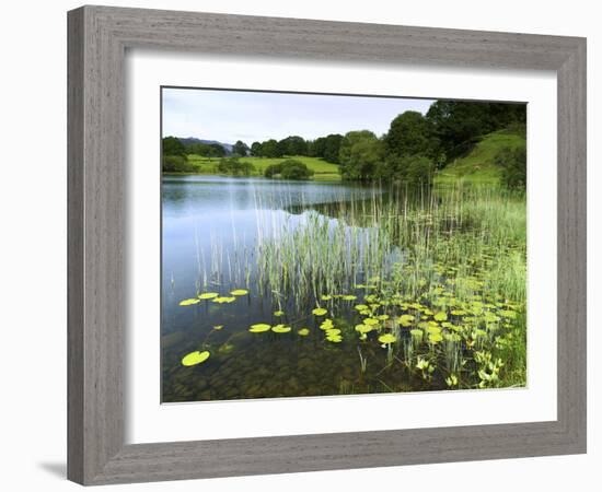 Loughrigg Tarn, Lake District National Park, Cumbria, England, United Kingdom, Europe-Jeremy Lightfoot-Framed Photographic Print