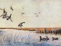 Ducks Landing, 1919-Louis Agassiz Fuertes-Giclee Print
