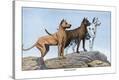 Stretched Canvas Print