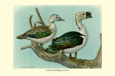 Pair of Passenger Pigeons, 1906-Louis Agassiz Fuertes-Giclee Print
