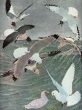 Pair of Passenger Pigeons, 1906-Louis Agassiz Fuertes-Giclee Print