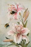 Bees and Lilies, Illustration from 'stories of Insect Life' by William J. Claxton, 1912-Louis Fairfax Muckley-Giclee Print