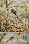 Dragonfly and Mayfly, Illustration from 'Stories of Insect Life' by William J. Claxton, 1912-Louis Fairfax Muckley-Framed Giclee Print