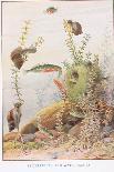 Sticklebacks and Water Snails, Illustration from 'Country Ways and Country Days'-Louis Fairfax Muckley-Giclee Print