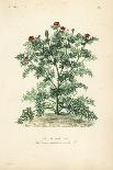 Fumewort, Corydalis Solida, Corydalis Bulbosa, Corydale Bulbeuse-Louis Joseph Edouard Maubert-Giclee Print