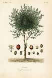 Calumba Tree, Jateorhiza Columba, Cocculus Palmatus, Colombo-Louis Joseph Edouard Maubert-Giclee Print
