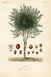 Purging Buckthorn Tree, Rhamnus Cathartica, Rhamnus Catharticus, Nerprun Purgatif-Louis Joseph Edouard Maubert-Giclee Print