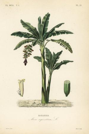 black salsify plant Black Salsify Seeds (Scorzonera hispanica)  Annapolis Seeds