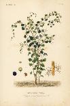 Terebinth or Turpentine Tree, Pistacia Terebinthus, Terebinthe-Louis Joseph Edouard Maubert-Giclee Print