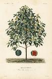 Terebinth or Turpentine Tree, Pistacia Terebinthus, Terebinthe-Louis Joseph Edouard Maubert-Giclee Print