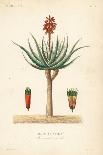 Euphorbia Officinarum, Euphorbe-Louis Joseph Edouard Maubert-Giclee Print