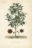 Purging Buckthorn Tree, Rhamnus Cathartica, Rhamnus Catharticus, Nerprun Purgatif-Louis Joseph Edouard Maubert-Giclee Print