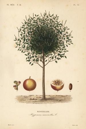 Manchineel or Manchioneel Tree, Hippomane Mancinella, Mancenillier Giclee  Print - Louis Joseph Edouard Maubert | Art.com