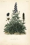 Iceland Moss, Cetraria Islandica, Lichen D'islande, and Tree Lungwort, Lobaria Pulmonaria, Lichen P-Louis Joseph Edouard Maubert-Giclee Print