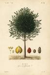 Winter's Bark or Canelo, Drimys Winteri, Drimys Aromatique-Louis Joseph Edouard Maubert-Giclee Print