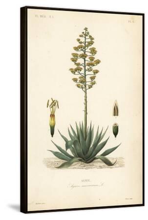Sentry Plant, Century Plant, Maguey or American Aloe, Agave Americana,  Agave Giclee Print - Louis Joseph Edouard Maubert | Art.com