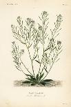 Common Milkwort, Polygala Vulgaris, Polygala Commun-Louis Joseph Edouard Maubert-Giclee Print