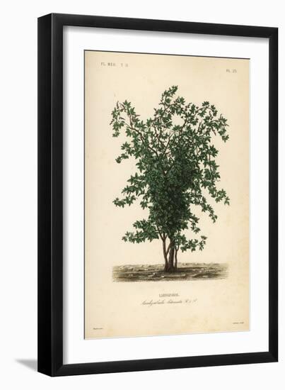 Giclee Print, , large