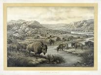 Buffalo at Rest-Louis Kurz-Framed Giclee Print