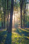 The Bluebells of Micheldever Woods Hampshire at Sunrise-Louis Neville-Photographic Print