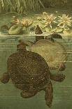 Pond Turtles-Louis Prang-Framed Stretched Canvas
