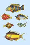 Renard Tropical Fish III-Louis Renard-Art Print
