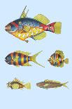 Rarest Curiosities of the Fish of the Indies-Louis Renard-Art Print