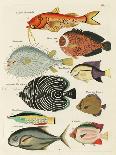Renard Tropical Fish III-Louis Renard-Art Print