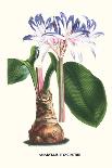 Amaryllis Hyacinthin-Louis Van Houtte-Art Print