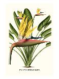 Yellow Bird of Paradise - Mandela's Gold-Louis Van Houtte-Framed Art Print