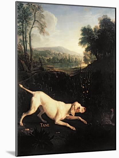 Louis XIV's Dog, Tane-Alexandre-Francois Desportes-Mounted Giclee Print