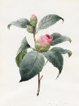 Carnation, 1826-Louise D'Orleans-Giclee Print