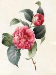 Camellia, 1827-Louise D'Orleans-Giclee Print