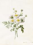 Chrysanthemum Parthenium (Batchelors Buttons), 1831 (W/C with Some Bodycolour on Vellum)-Louise D'Orleans-Giclee Print