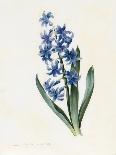 Hyacinth, 1826-Louise D'Orleans-Framed Giclee Print