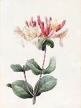 Red and White Herbaceous Paeonies, 1829 (W/C with Some Bodycolour on Vellum)-Louise D'Orleans-Giclee Print