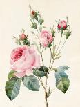 Red and White Herbaceous Paeonies, 1829 (W/C with Some Bodycolour on Vellum)-Louise D'Orleans-Giclee Print